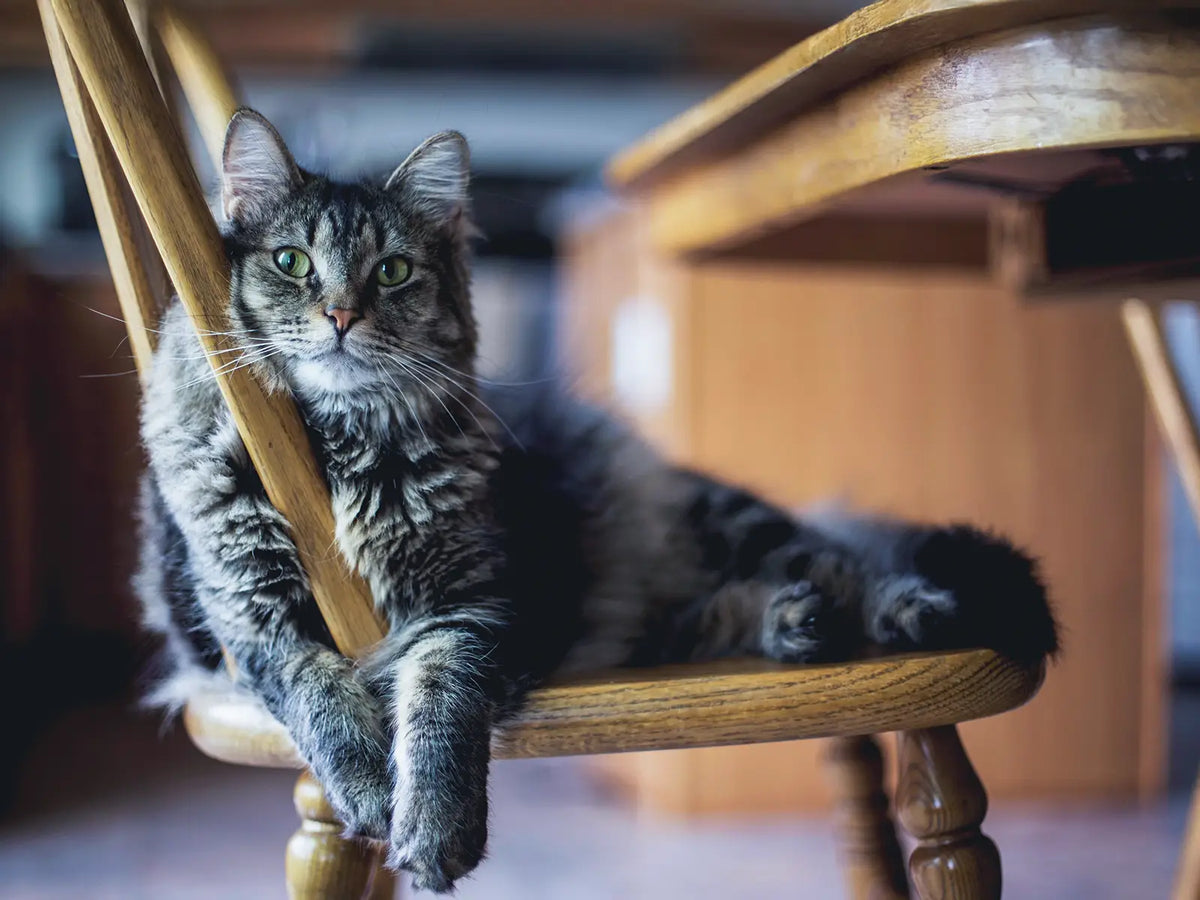 De verborgen betekenis van krabgedrag bij katten – Kitty Town