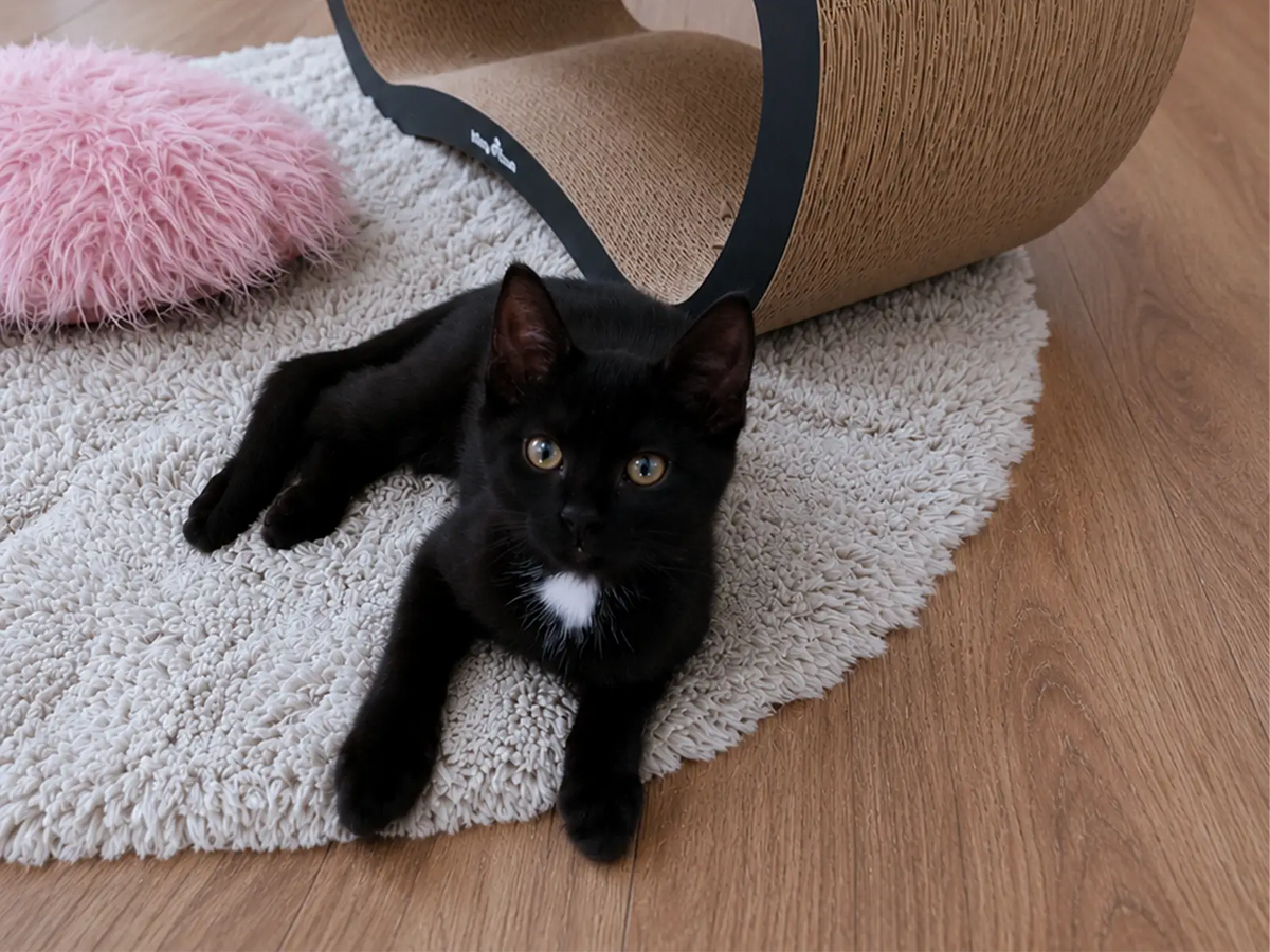 Waarom heeft een kitten een krabmeubel nodig? – Kitty Town