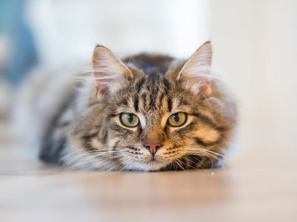 Het Belang van Krabben voor Katten – Kitty Town