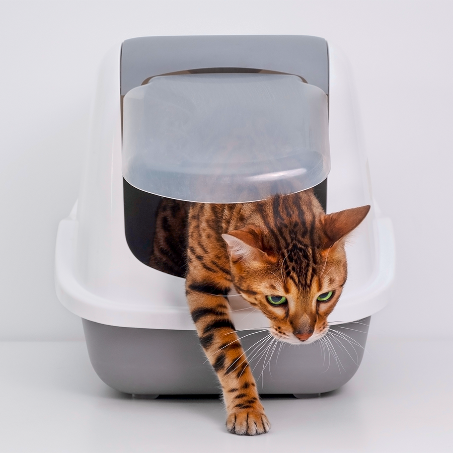 Kattenbak & hygiëne