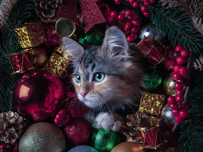 Kat in de kerstboom? Tips voor een veilige en gezellige kerst – Kitty Town