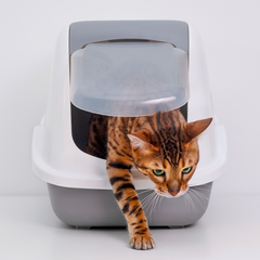 Kattenbak & hygiëne