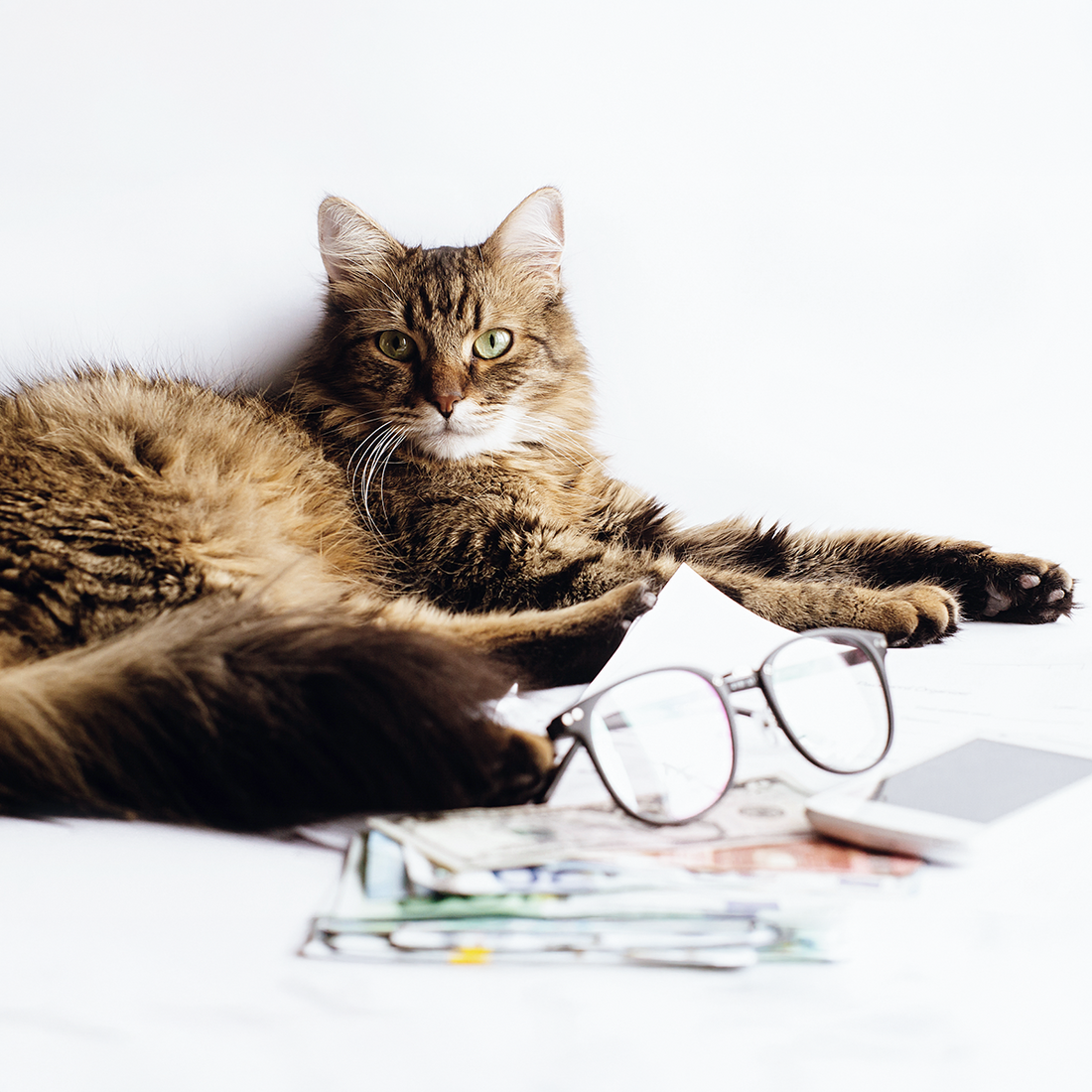 Kattenweetjes