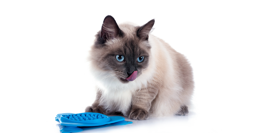 Kat met een blauwe speelmat
