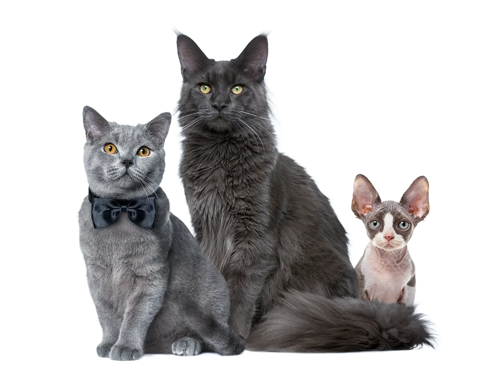 Aandacht en kat opvoeden Aandacht en kat opvoeden