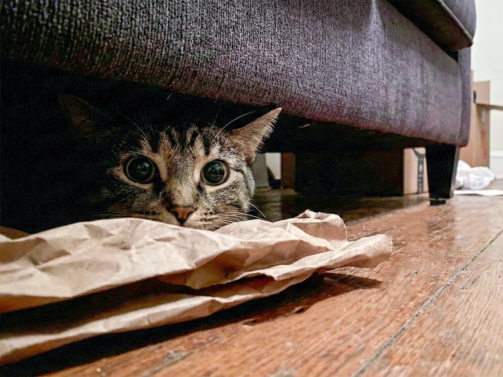 De kat verstopt zich onder de bank na verhuizing Kittytown