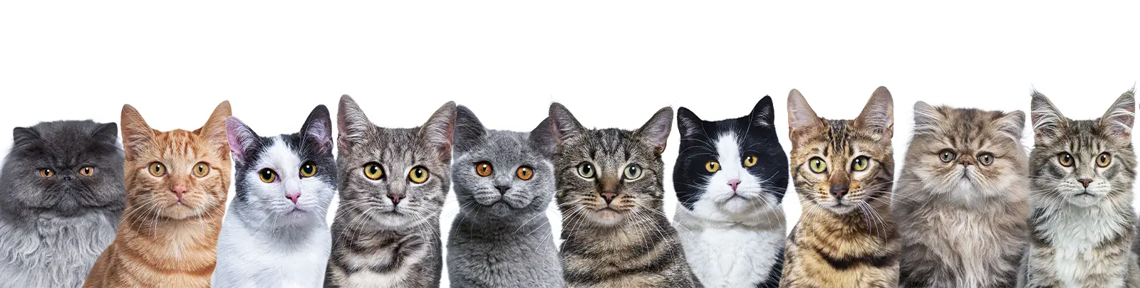 Katten verzorging en voeding Katten verzorging en voeding