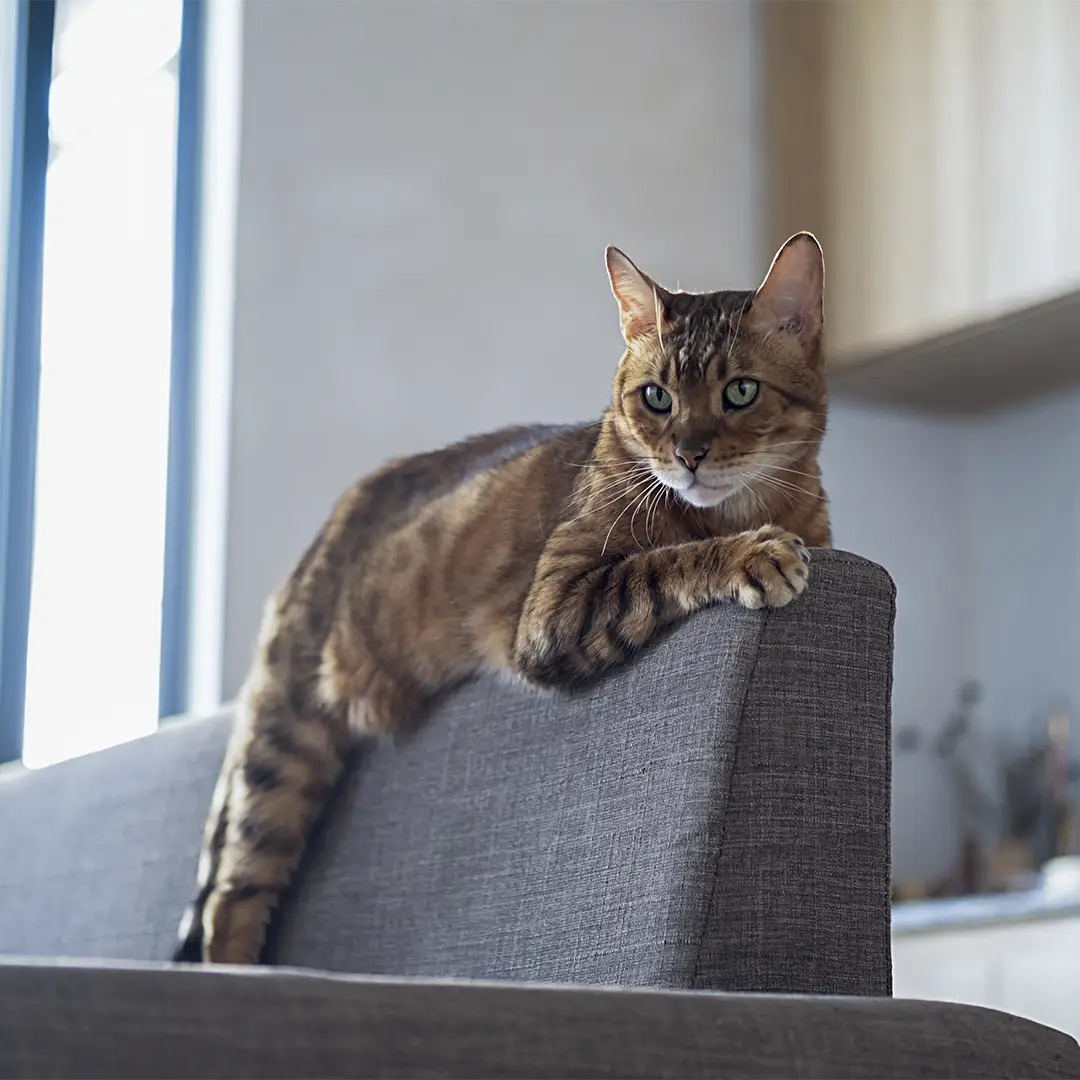 Kitty Town Krabplanken voor Bescherming van Meubels en Kattenwelzijn