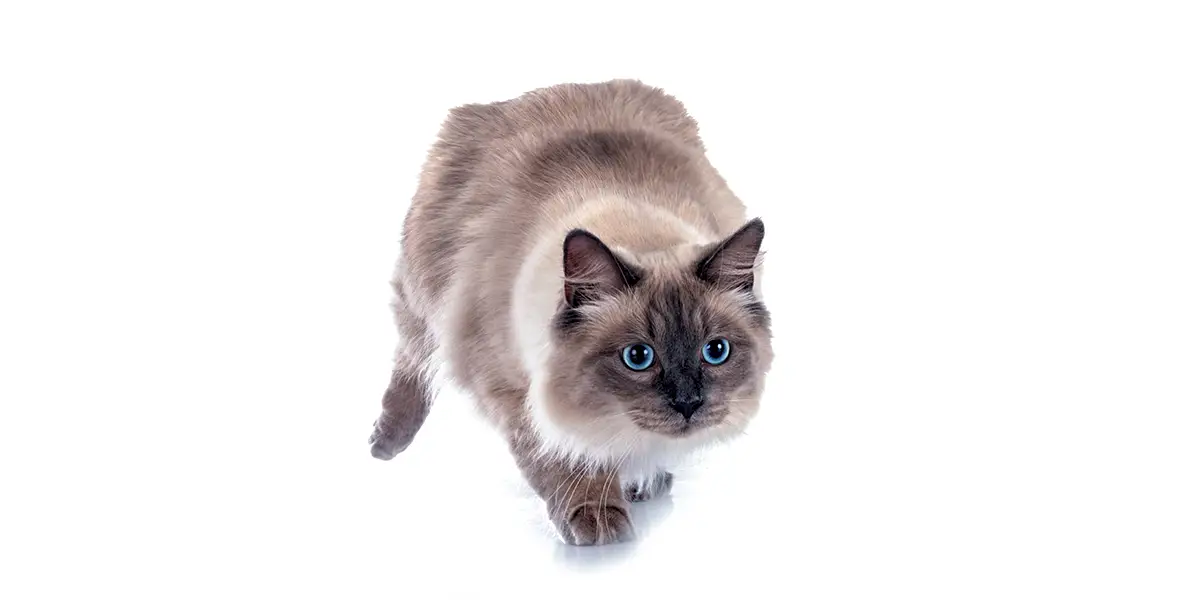 KittyTown - Multifunctioneel gebruik