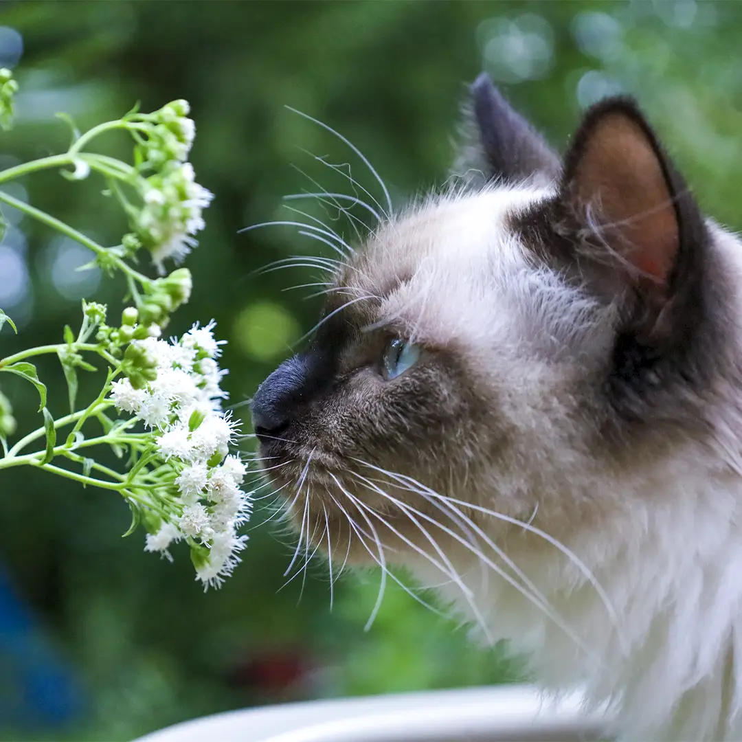 Krabplezier Verhogen- Catnip voor Uw Kat