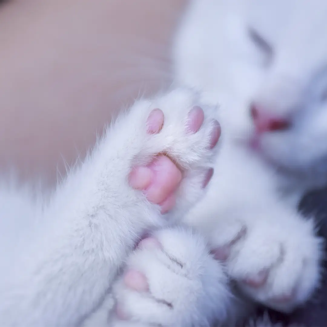 Waarom Houden Katten van Krabkarton